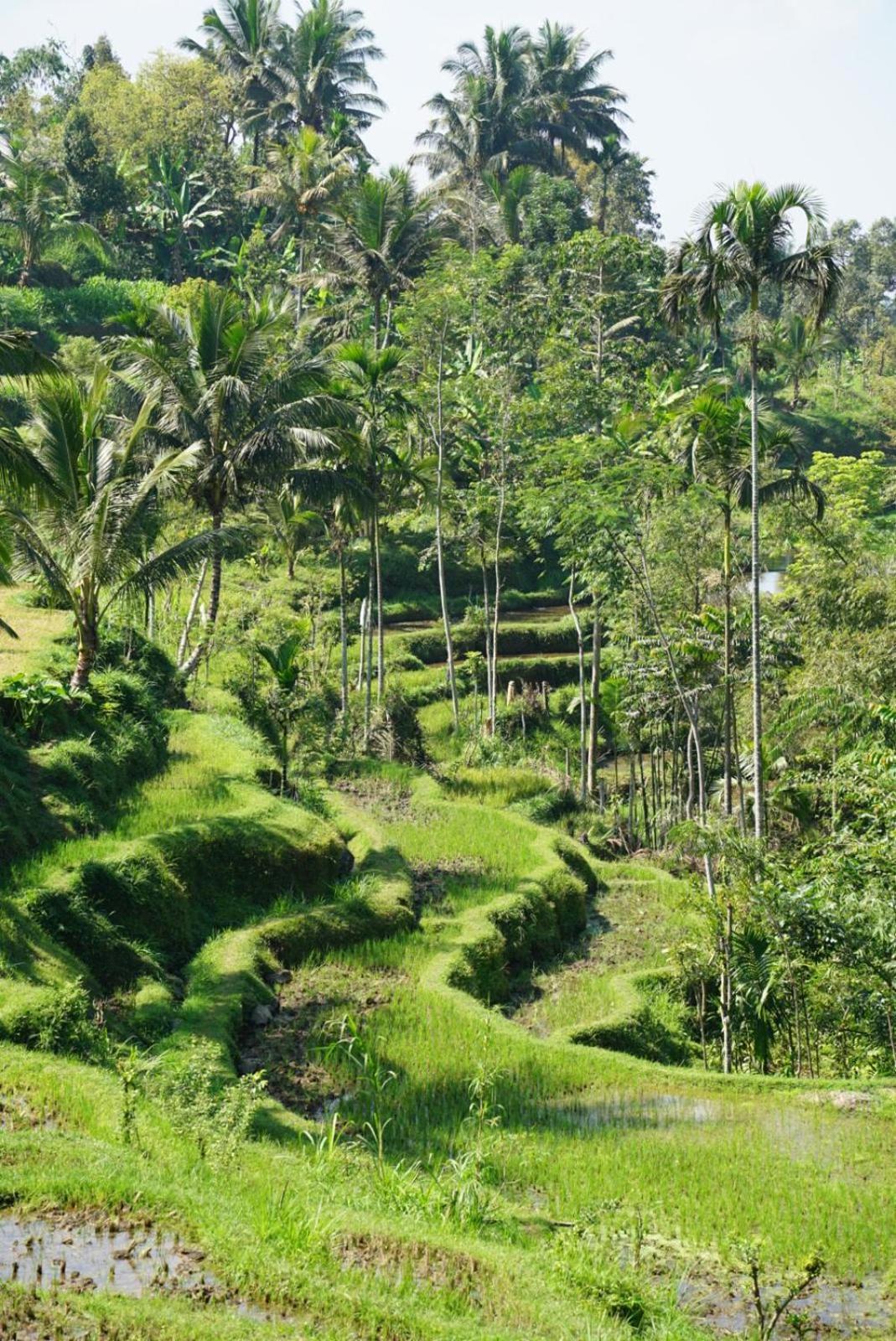 Tetebatu Indah Homestay エクステリア 写真