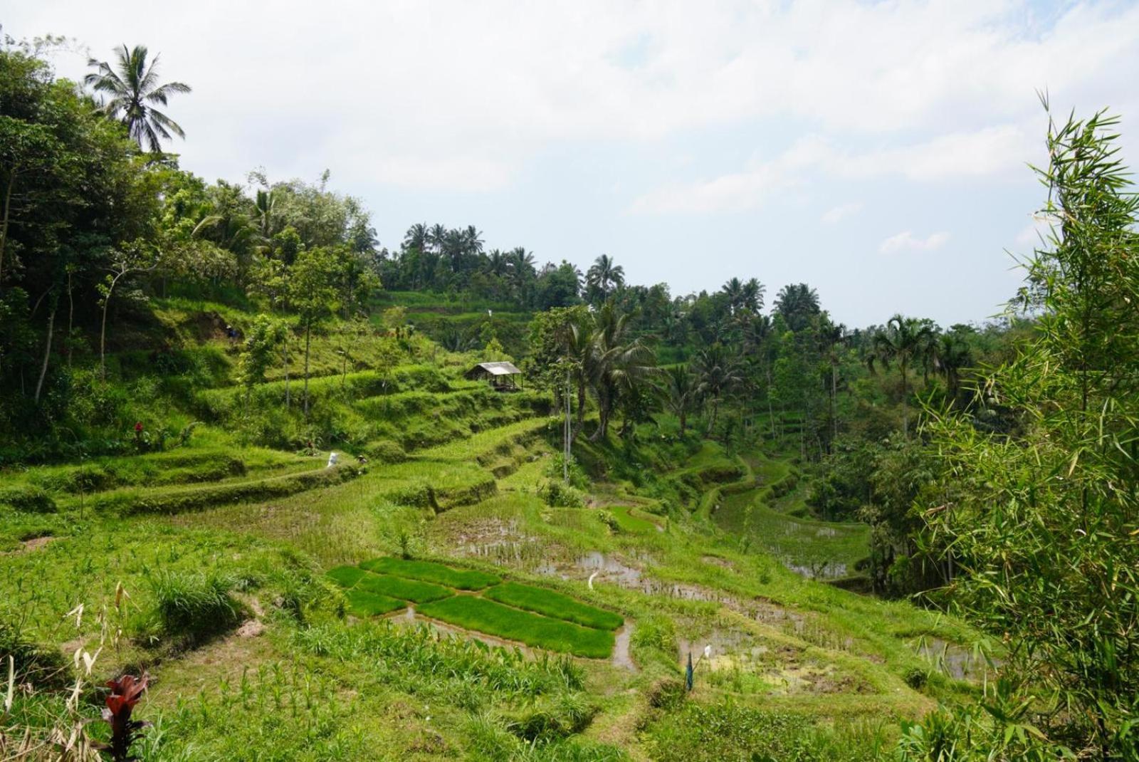 Tetebatu Indah Homestay エクステリア 写真