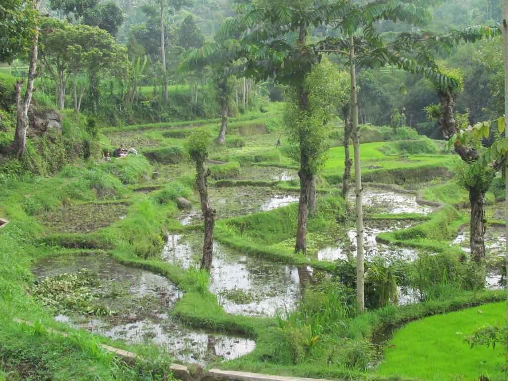 Tetebatu Indah Homestay エクステリア 写真